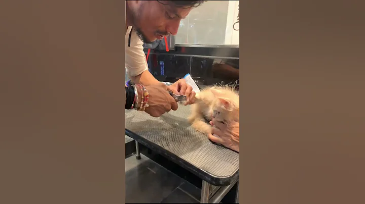 Video 529571: cutekitten persiancat, persiancat cutecat, cute persian cat, persian kitten, cut persian, grooming