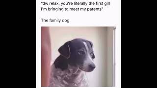 The family dog know everything 😅😂 #funny #burningfireplace #dogmemes