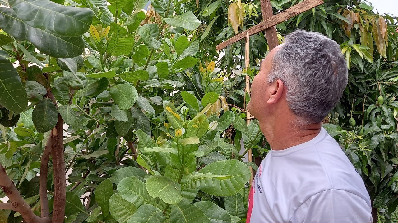 COMO FAZER O CAJUEIRO PRODUZIR SEM OÍDIO COMO ADUBAR