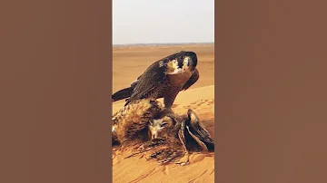 Short Video 2025 Movie Ifyoudontknowmebynow Film 