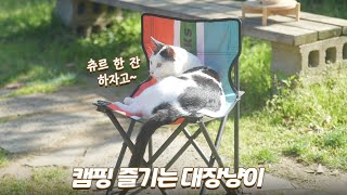 이젠 하다하다 마당에서 캠핑까지 즐기는 대장냥이 | 쫀니와 쪼꼬미들 | 베베집사 제주살이