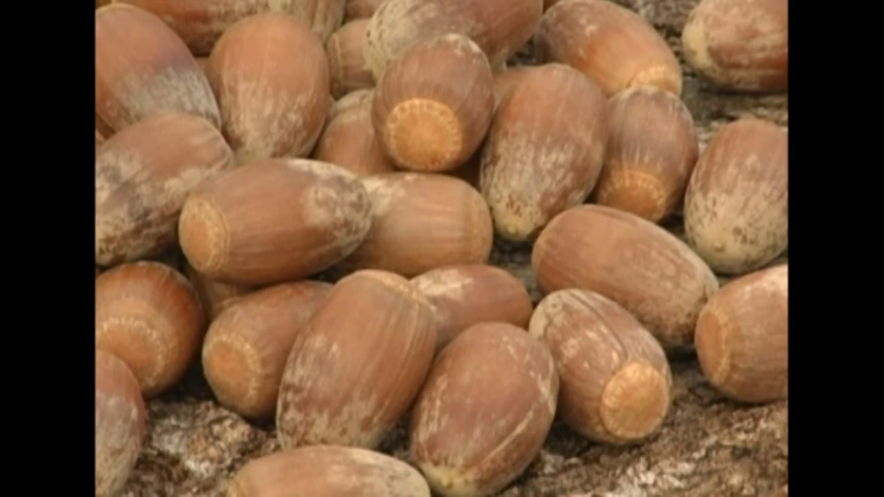 How to Cook Acorns