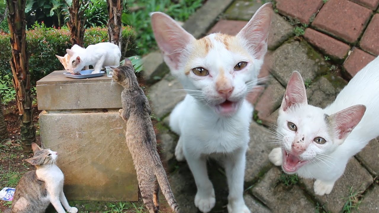 Kittens meows asking for wet food YouTube