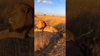 Jabalí engaña a león y lo hace huir 😱 | León vs Jabalí | Video Short Viral #youtubeshorts