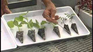 Hydroponics - Transplants