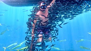I got Swarmed by Thousands of Bait Fish in the middle of a Feeding Frenzy (Spearfishing for Dorado)