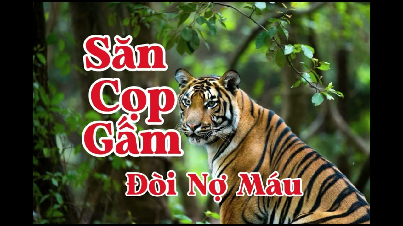 SĂN CỌP GẤM ĐÒI NỢ MÁU | Lê Anh diễn đọc