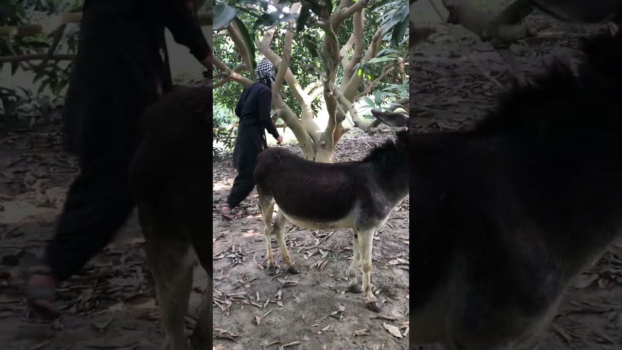 OMG 😱😱 man is so excited 😊😆 on the dunky#viral #trend #trending #animals #viral#meeting#dunkyvideo 