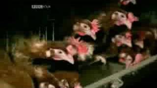 Natural World Symphony - Natural Limits