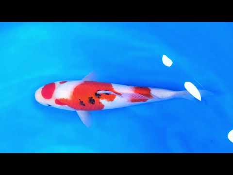 GK-3776 - Sanke - Dainichi