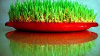 Whatsapp Ucun Novruz Bayrami Tebrik Videosu 2020