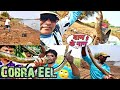 Amazing Big size Baam Fishing//Best Bait for Baam Fish||Hidden Big Indian Eels|Fishing baam &Tilapia
