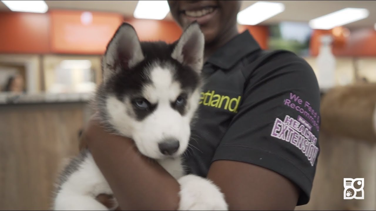 Here's how the Siberian Husky stole our Pet counselor's heart! Petland Texas YouTube