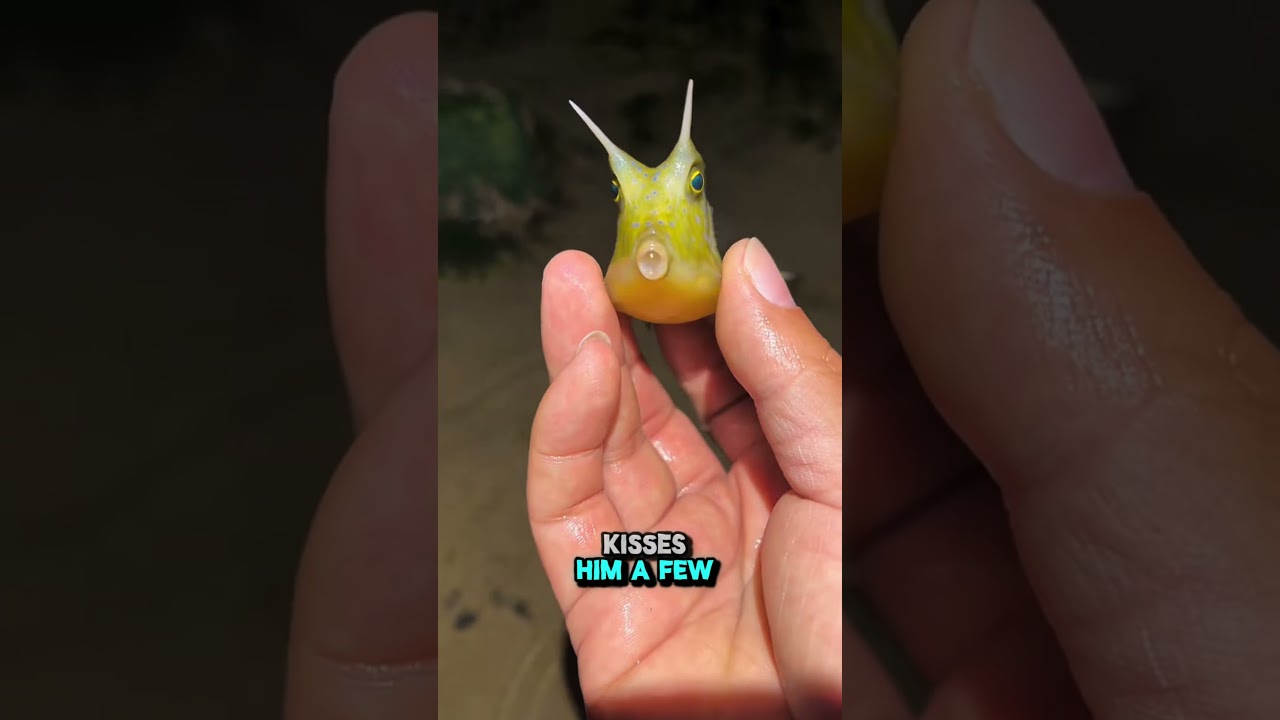 Настоящая дружба между рыбами и людьми 🥹 