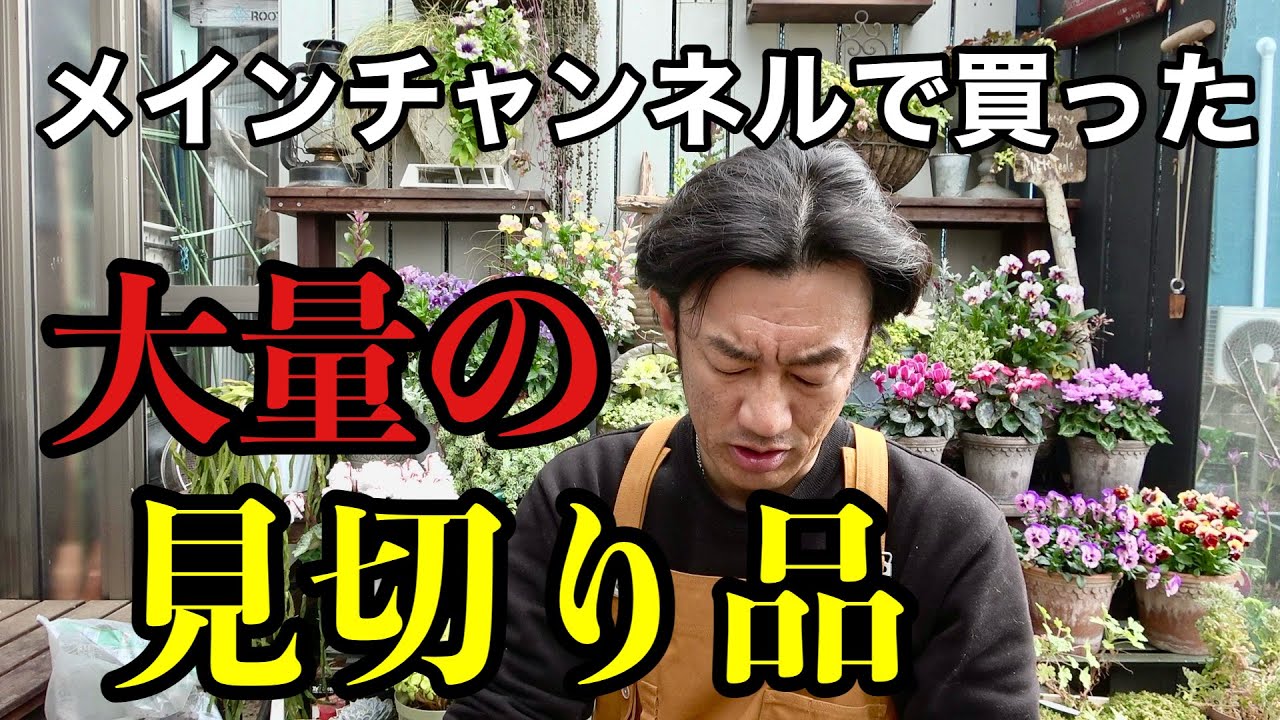 【全て見せます】年末ホームセンターで買った大量の見切り品は結局こうなる。。。　　　【園芸超人カーメン君】