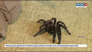 Экзотические пауки, тараканы, скорпионы, сколопендры: чебоксарец коллекционирует необычных питомцев Экзотические пауки, тараканы, скорпионы, сколопендры: чебоксарец коллекционирует необычных питомцев