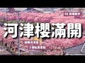 滿開美炸🌸🌸靜岡伊豆河津櫻!外加2個俯瞰河津櫻的秘密景點 不用無人機就能一覽4公里粉紅櫻並木|日本賞櫻散步Vlog|4K