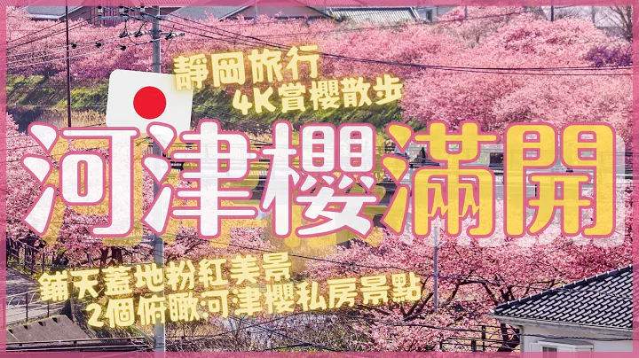 滿開美炸🌸🌸靜岡伊豆河津櫻2022！外加2個俯瞰河津櫻的秘密景點 不用無人機就能一覽4公里粉紅櫻並木｜日本賞櫻散步Vlog｜4K - 天天要聞