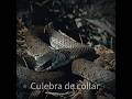 Las 5 Culebras más bonitas de España. #campo #nature #galicia #animals #snake