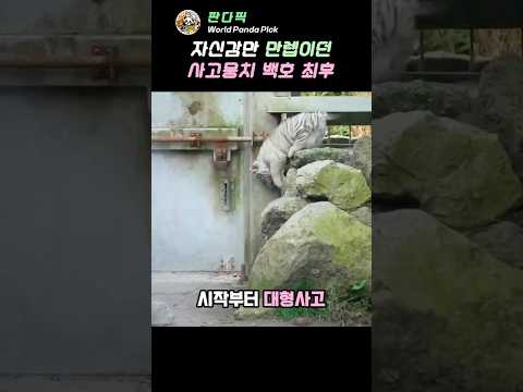 자신감만 만렙이던사고뭉치 백호 최후#아기백호 #호랑이육아 #동물몸개그 thumbnail