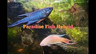 Download Lagu Macropodus hybrid - 1 Breeding of paradis fish