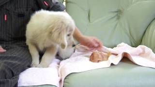 ゴールデンレトリーバーの子犬2014.06.25