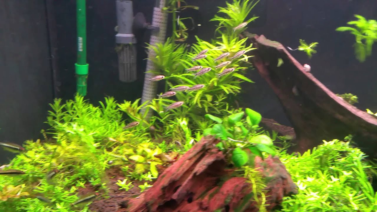 Pygmy Corydoras Shoaling