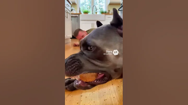 The Dog Cheated… and Ate the Cupcake! 😂🐶🧁#DogCheated #FunnyRace #ComedyShorts  #AnimalShorts #ai