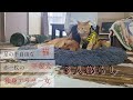 犬と猫と暮らすアラサー独身女のとある休日【下半身不随の保護猫と赤一枚の甲斐犬】