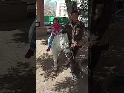 كارما أول مرة تركب حصان حديقة الحيوانات بالإسكندرية