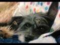 Scruffys adoption story