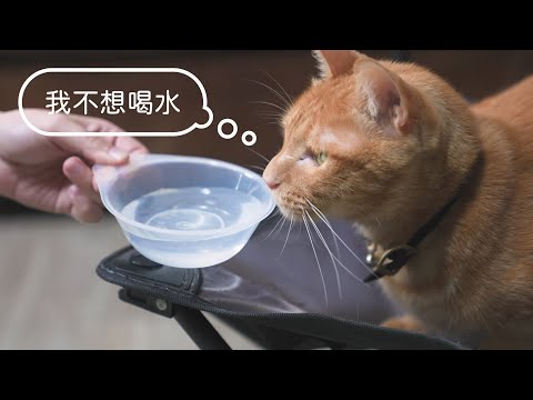 ［ 獸醫師告訴你 ］貓咪飲食補水3大要點！ hojja 團隊採訪製作
