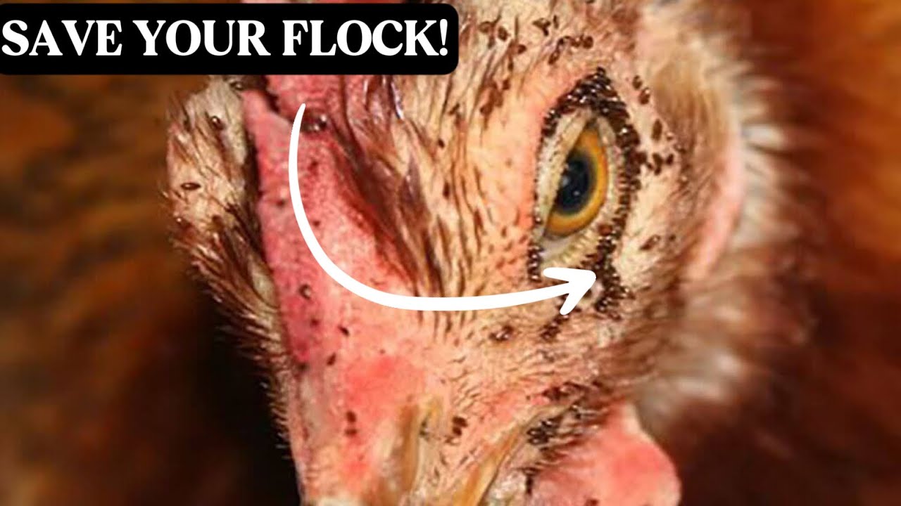 Как остановить куриных клещей? Вот как дать отпор!