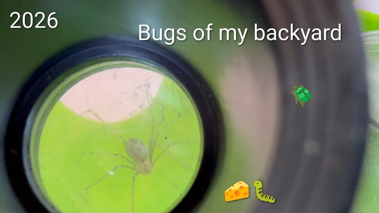 Epic Insect Bugs of my backyard: Epic insect collection - YouTube
