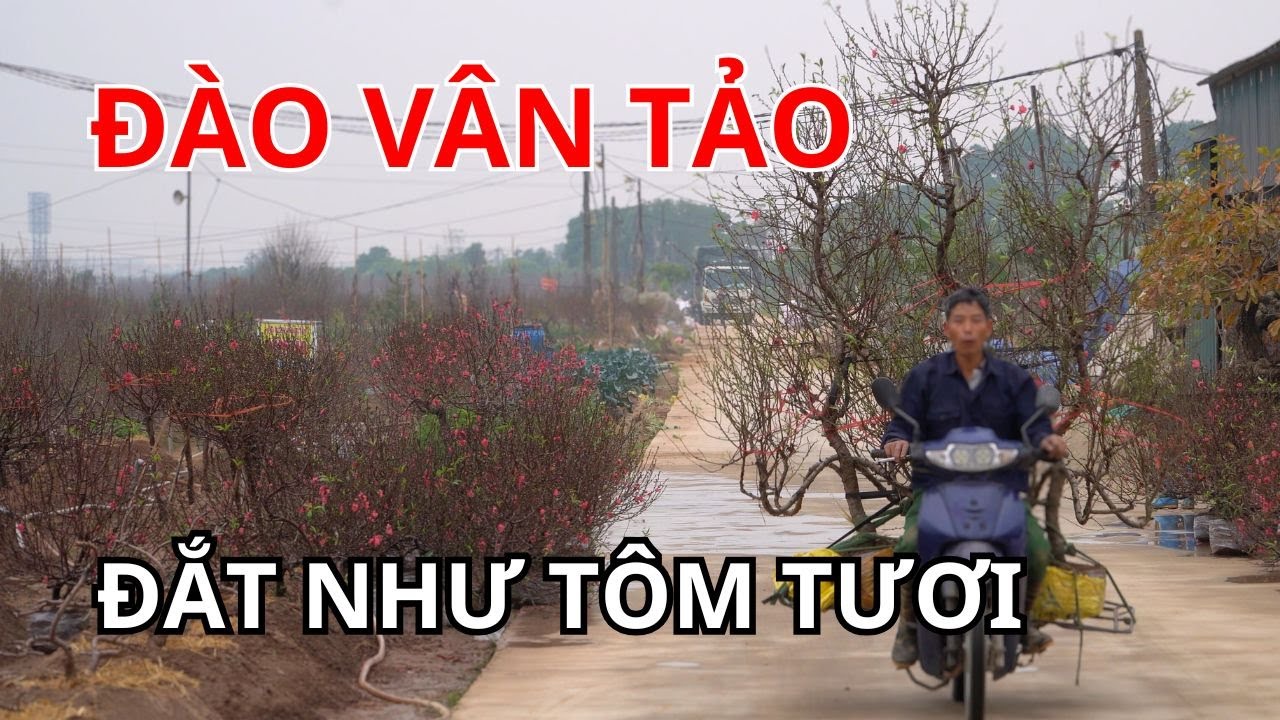 Người lỗ cả tỷ đồng người bán hết veo trước tết chuyện thật như đùa tại làng Đào Tết Vân Tảo 2025