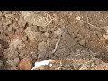 Big king kobra snake found during excavation of foundation of the hume pipe culvert construction