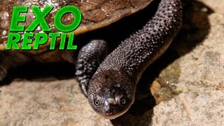 Exo Reptil - La Tortuga Que Huele Mal? ( Chelodina Novaeguineae )