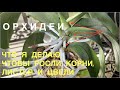 ОРХИДЕИ. ЧТО Я ДЕЛАЮ, ЧТОБЫ РОСЛИ КОРНИ, ЛИСТЬЯ И ЦВЕЛИ. ЛЁГКИЙ УХОД!