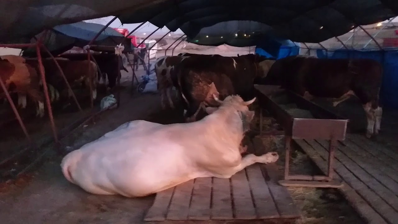 Bakra Mandi & Bakra Eid in Ankara, Turkey 2019
