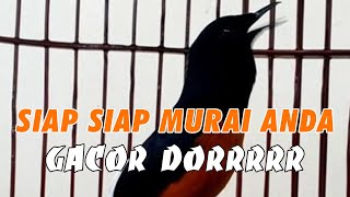 Download Lagu PANCINGAN MURAI BATU FULL ISIAN BIKIN LAWAN EMOSI BERONTAK MP3