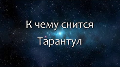 К чему снится Тарантул (Сонник, Толкование снов), К чему снится паук Сонник, * Приснился ПАУК? К ЧЕМУ СНИТСЯ ПАУК. СОННИК, ТРАКТОВКА СНА, К чему снится Паук (Сонник, Толкование снов), К чему снится ПАУК? Сонник. Бесплатное толкование снов онлайн, Приснился паук. К чему снится, что означает сон и толкование сна. Пауки. Сонник. Сновидение. Сны