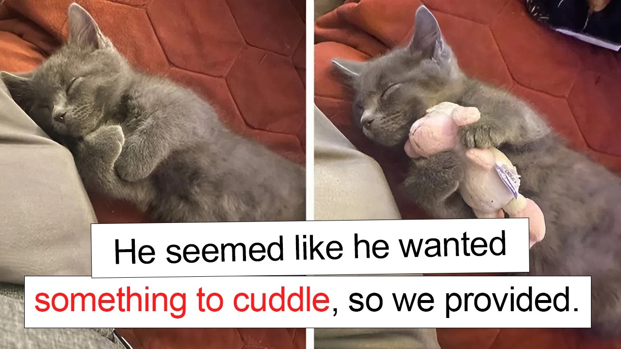 Heartwarming Moments That Restore Faith in Humanity