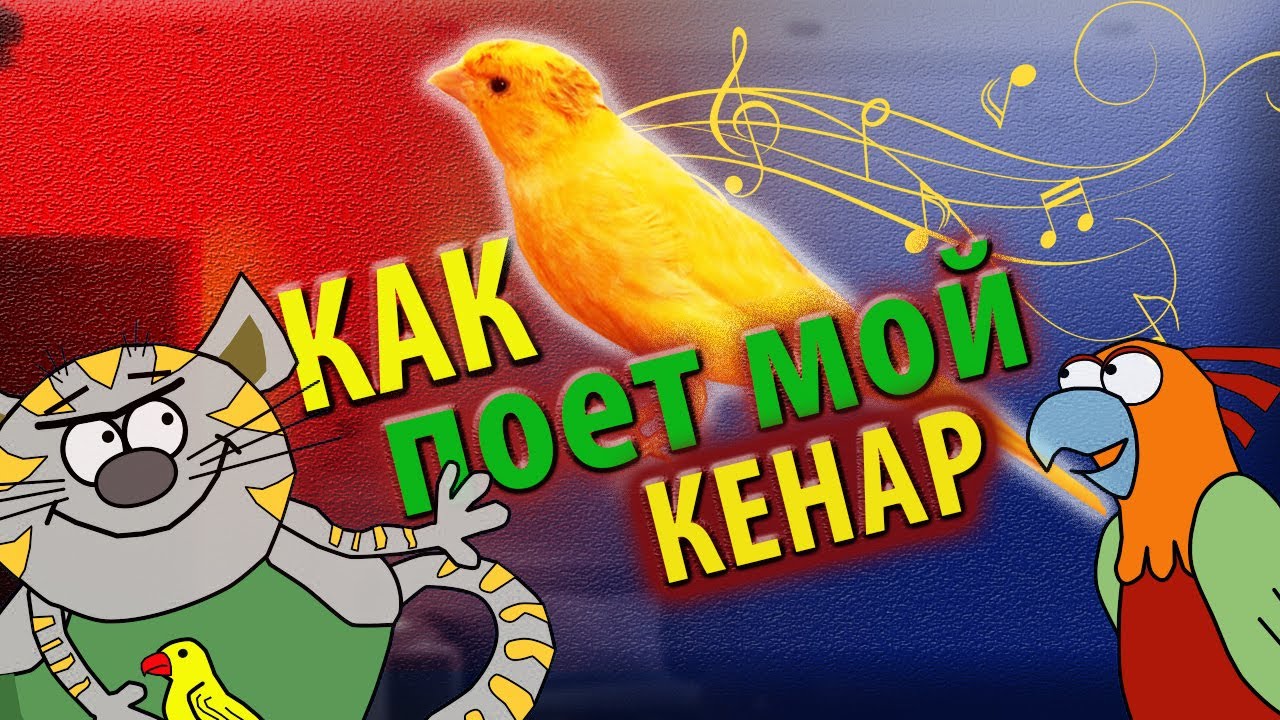 Канарейка песня русская народная. Канарейка песня. Песня кенара. Как имитировать пение птиц. Композиция с канарейкой.