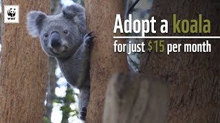 5 ways to help koalas this Save the Koala Day, WWF-Australia, 5 ways to  help koalas this Save the Koala Day