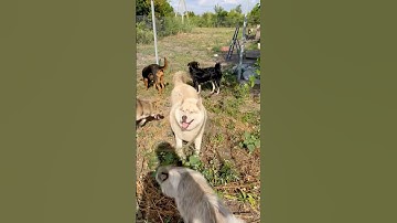 У собачек в приюте появился выгульник! #помощьживотным#приют#бездомныеживотные#дорогадомой#помощь