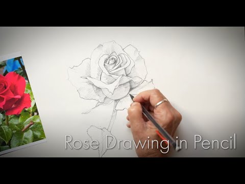 How to Draw a Rose in Pencil