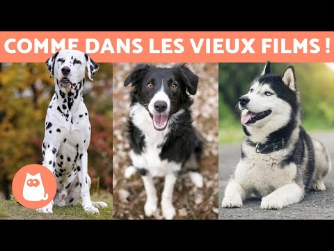 Vidéo: Les chiens noirs sont-ils plus chauds que les autres couleurs?