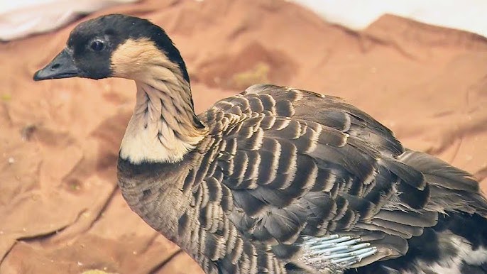How Did An Endangered Hawaiian Goose End Up In California