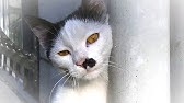 猫の独り事と寝言をいう猫 夢を見る猫かな W Youtube 猫の独り事と寝言をいう猫 夢を見る猫かな W Youtube