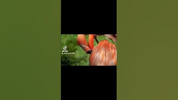 سورة آل عمران من الآية 161:159 #اكسبلور